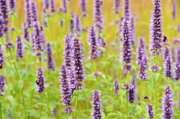 Fototapeta premium Blumen 210