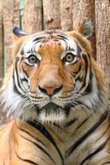 Fototapeta na wymiar głowa tygrysa