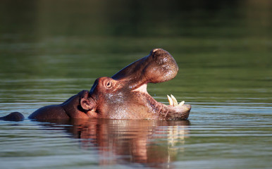 Fototapeta na wymiar Hippo z otwartymi ustami