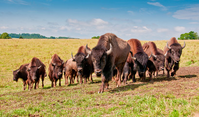Kleine Herde junger Bisonbullen