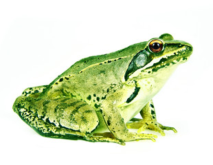 frog