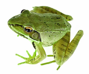 green frog