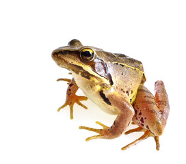 frog Rana temporaria