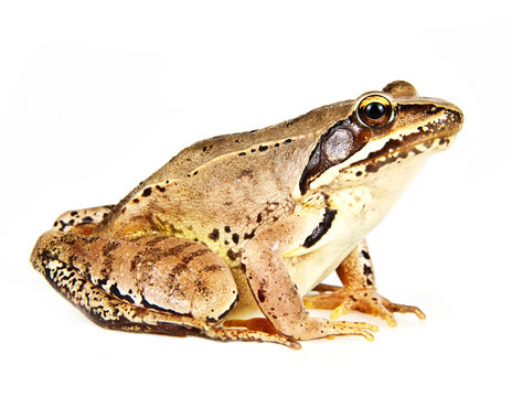 frog Rana temporaria isolated
