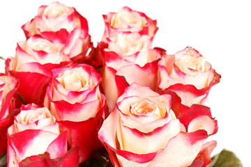 beautiful roses