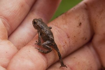 Kleiner Jungfrosch