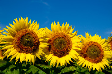 Naklejka premium tournesols en fleurs sur fond bleu