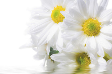 reflection of the flowers in water