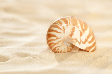 small nautilus shell on beach sand  and tropical golden sun ligh