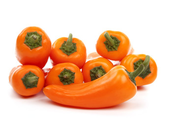Chili pepper