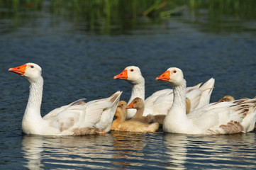 geese on the water with a small geese