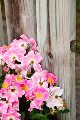 Pink Roses Against an Old Wood Fence