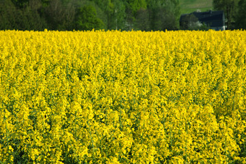 Rapsfeld in der Blüte 462