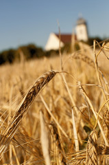 Barley and church