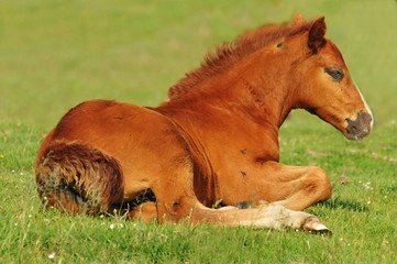 Fototapeta premium foal on grass