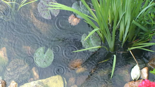 Raindrops falling into the garden pond with waterlily