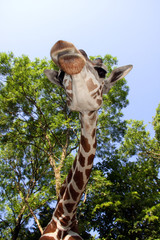 Reticulated giraffe (Giraffa camelopardalis reticulata)