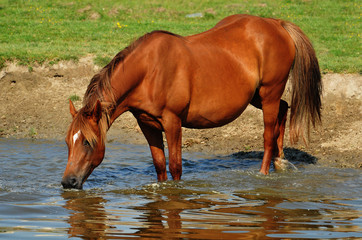 horses on the watering hole