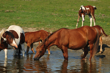 horses on the watering hole