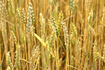 Fototapeta premium Detail of corn field