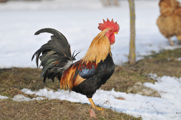 beautiful cock in the snow