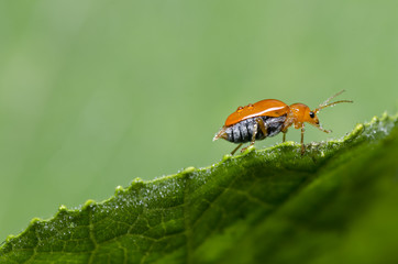 fresh orange beetle on green leaf