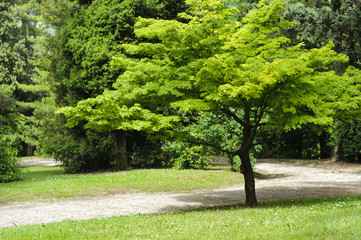 Fototapeta na wymiar Japanese maple tree in a park