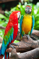 colorful couple macaw sitting in a tree