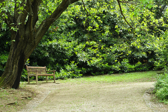 Empty bench in the park