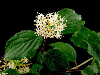 Cornus sanguinea