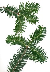 twigs og hemlock tree