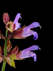 Salvia officinalis