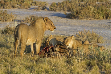 Lions eating on a Zebra carcass; Panthera Leo