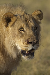 Close-up portrait of young male lion; Panthera leo