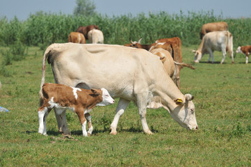 Naklejka na ściany i meble the calf and the cow