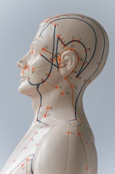 Akupunktur Modell