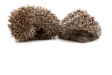 Two hedgehogs
