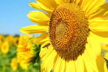 summer scene with bee and sunflower