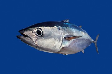 Bluefin tuna Thunnus thynnus fish isolated on blue