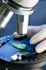 observation of a green leaf with a microscope