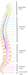 spina dorsale - obrazy, fototapety, plakaty