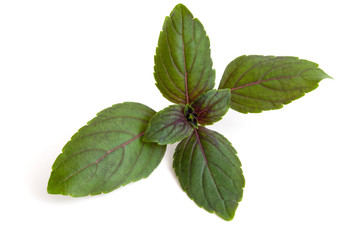 Naklejka premium Rotes Basilikum