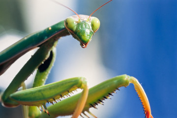 Mantis looking at you
