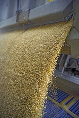 Dumping of wheat grains