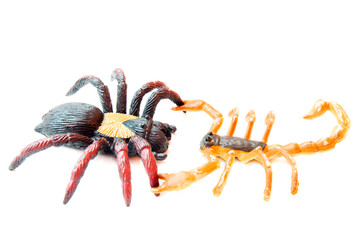 Scorpion fights spider