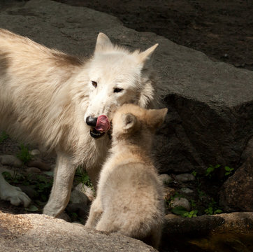 Wolf