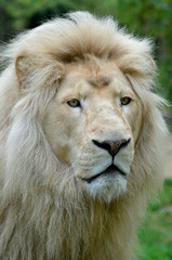 Portrait d'un lion blanc