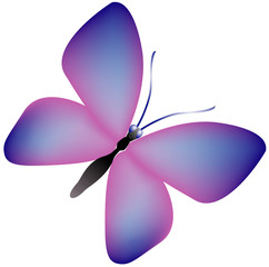 butterfly