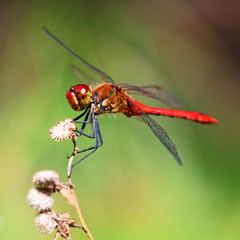 A red dragonfly at rest Sympetrum vulgatum