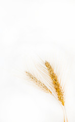 Obraz premium Wheat